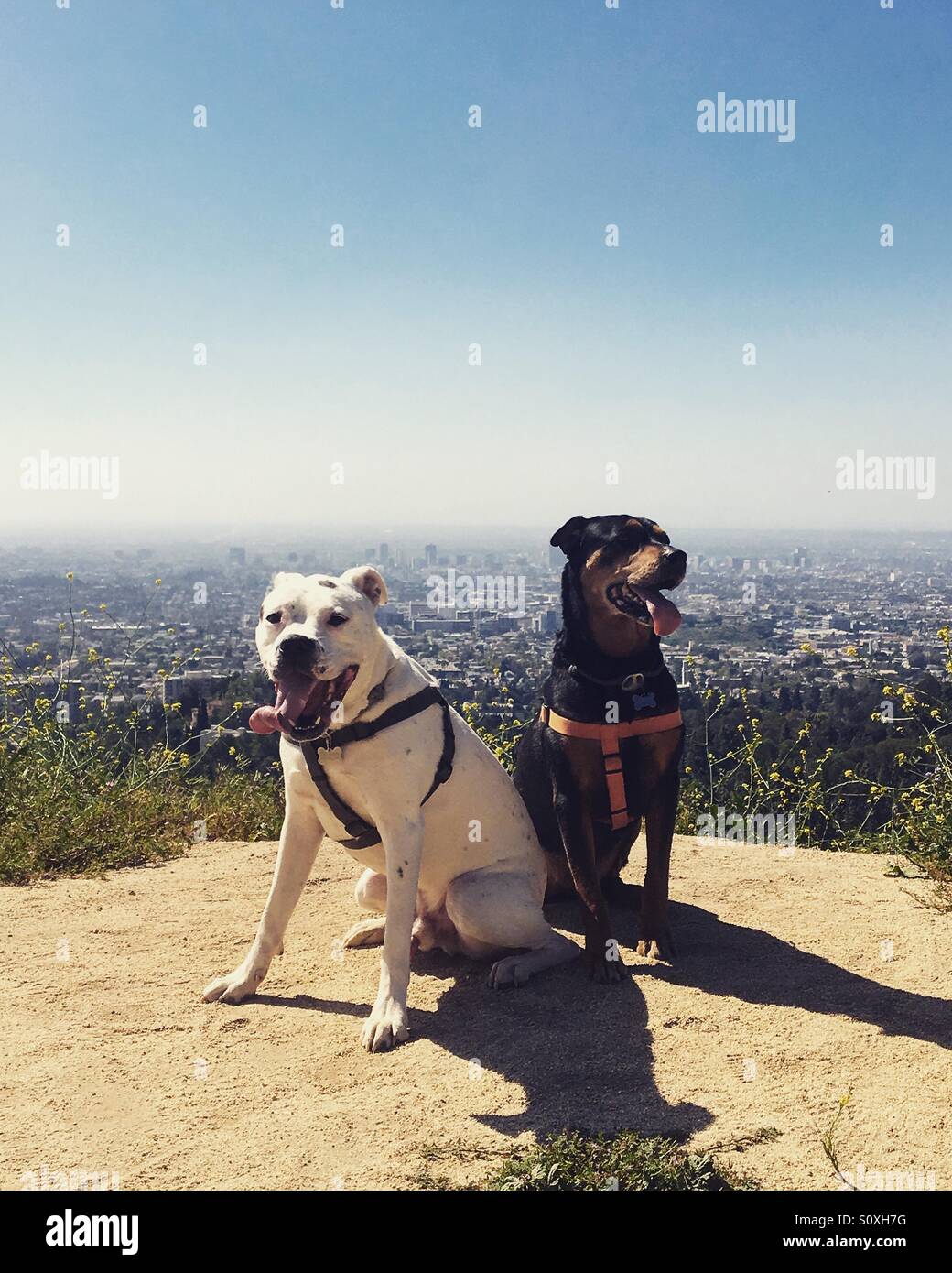 Hunde wandern über Los Angeles. Stockfoto