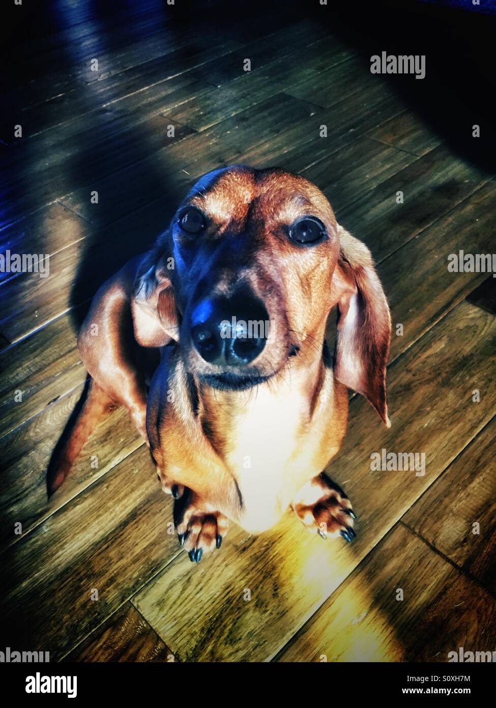 Zwergdackel sitzt auf einem Parkettboden - Smartphone-aufgenommenes Stockfoto