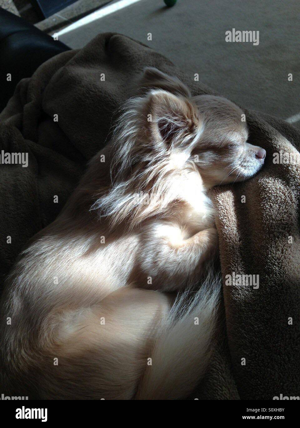 Niedliche Teetasse Chihuahua schlafen. Stockfoto