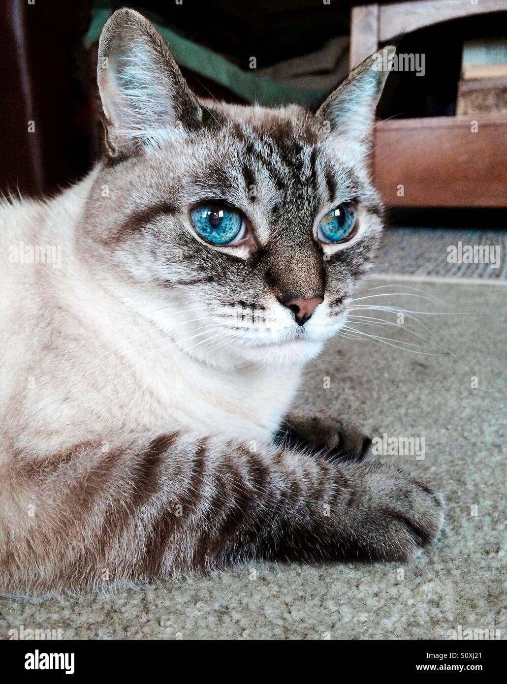 Tabby Katze mit intensiven blauen Augen Stockfoto