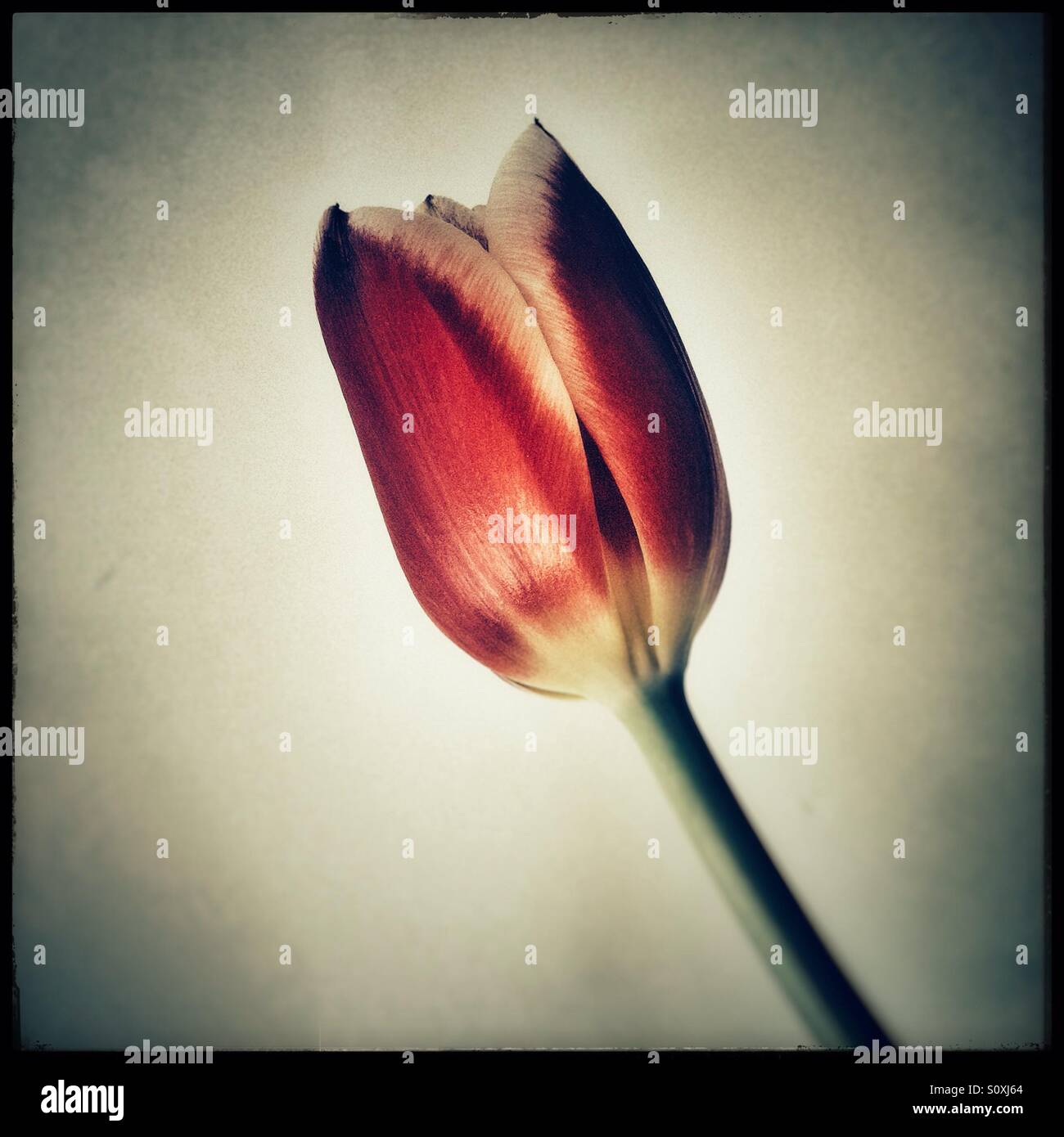 Einzelne Tulpe. - Smartphone-aufgenommenes Stockfoto