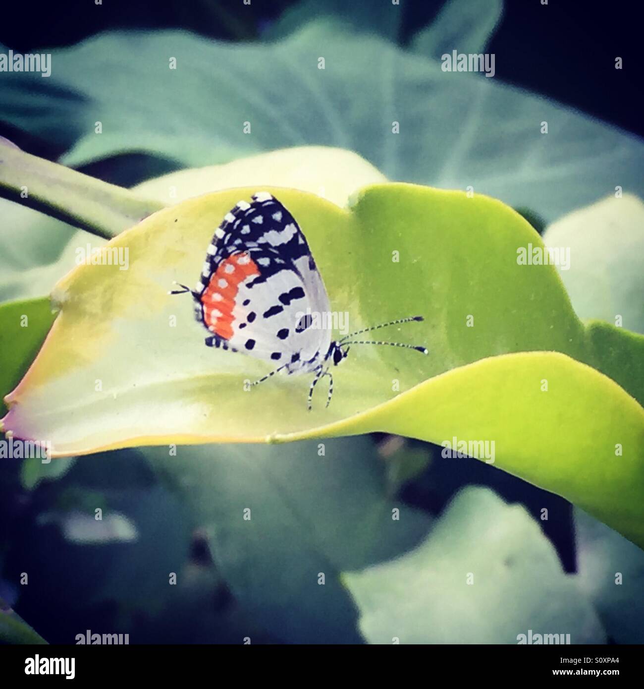 Natürliche Fotografien Schmetterling hautnah Schmetterling Tiranga Schmetterling Natur Stockfoto