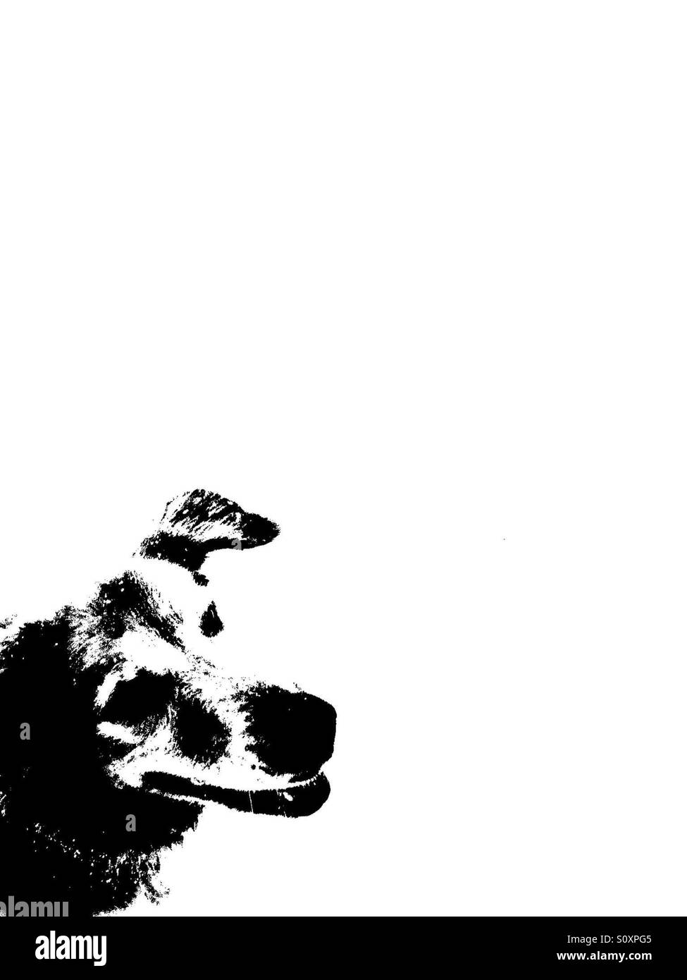 Schwarz / weiß Silhouette eines Hundes Stockfoto
