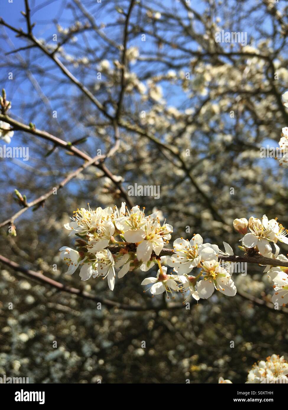 Frühling Blüten auf einem Baum gegen klar blauen Himmel - Smartphone-aufgenommenes Stockfoto