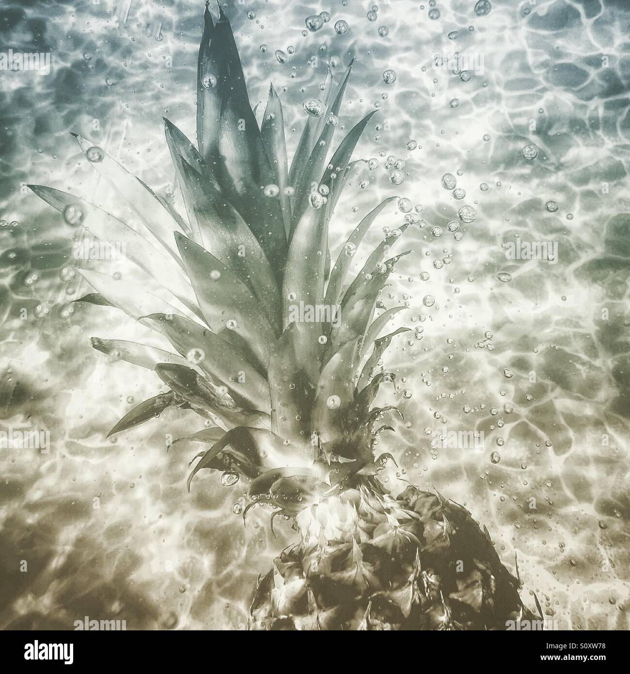 Ananas unter Wasser. Niedrige Sättigung. Stockfoto