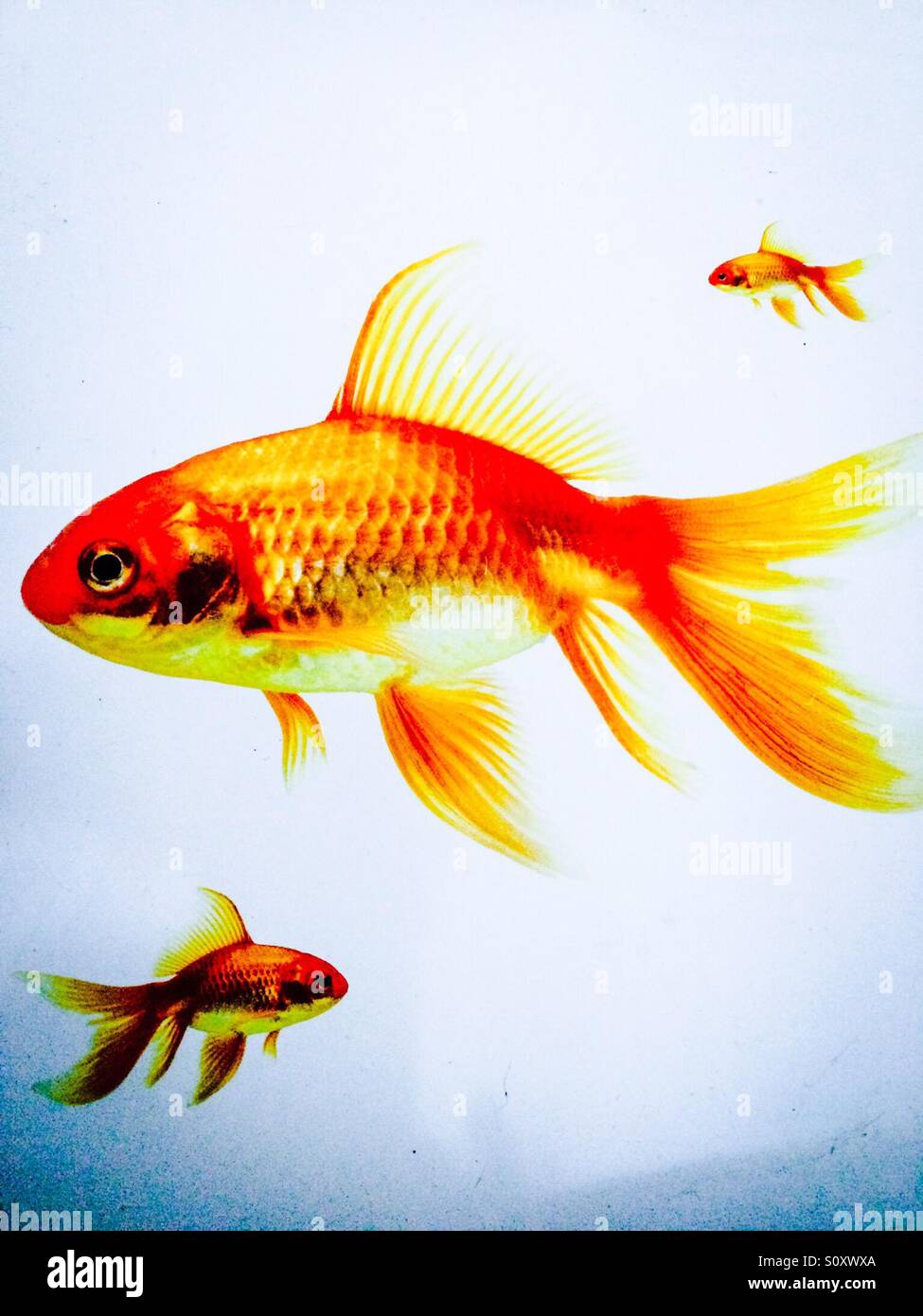 Goldfische auf dem weißen Hintergrund Stockfoto