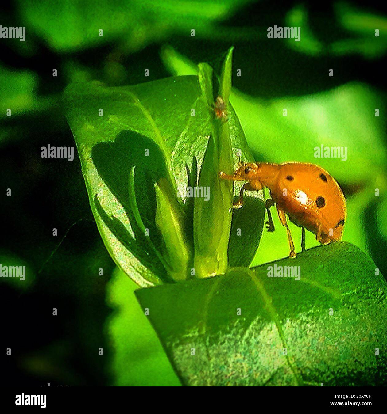 Ein Marienkäfer sitzt auf eine grüne Pflanze in Prado del Rey, Sierra de Cadiz, Andalusien, Spanien - Smartphone-aufgenommenes Stockfoto