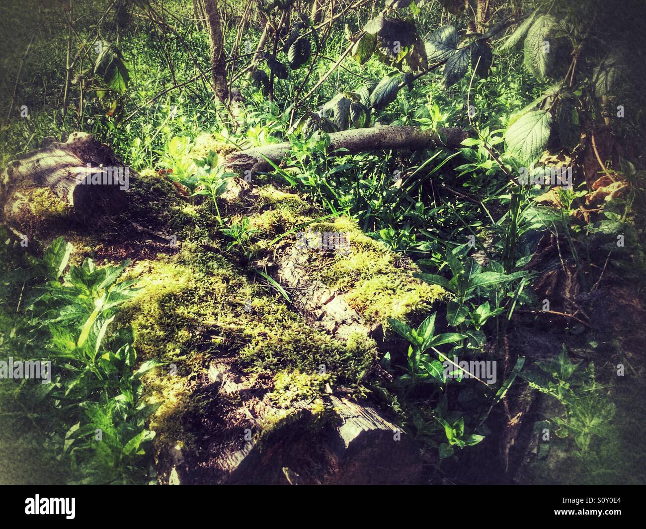 Gefleckte Licht auf das Moos bedeckt Log im Wald - Smartphone-aufgenommenes Stockfoto