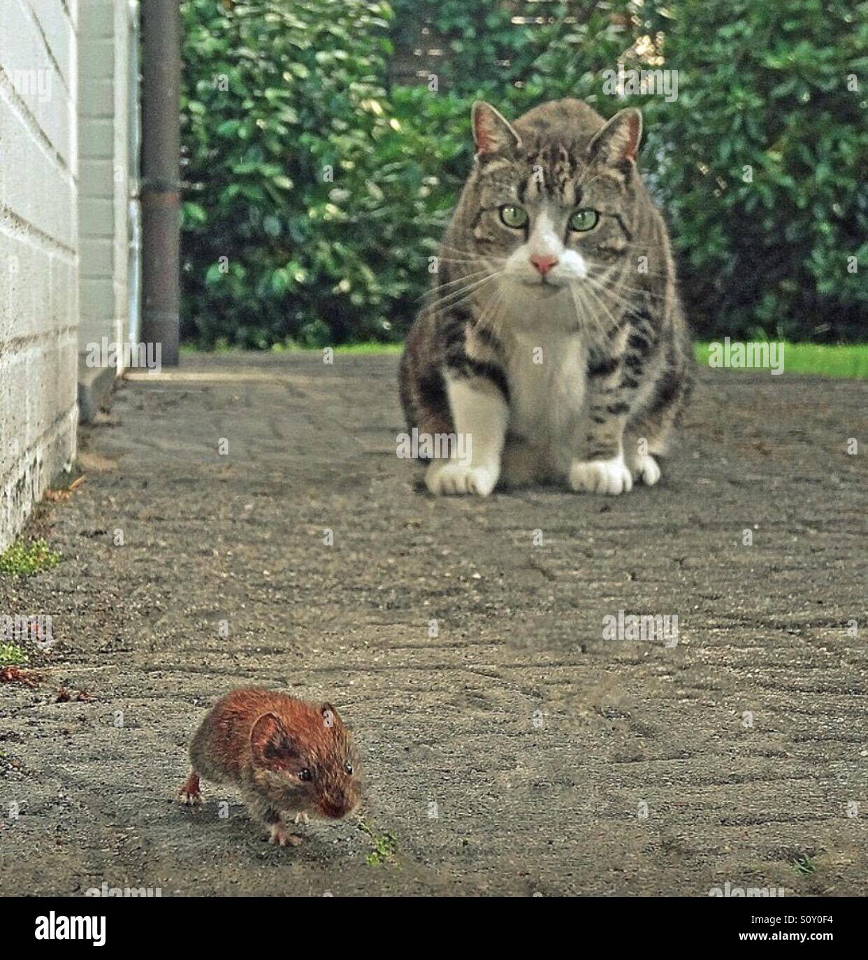 Mouse running away Fotos und Bildmaterial in hoher Auflösung Alamy