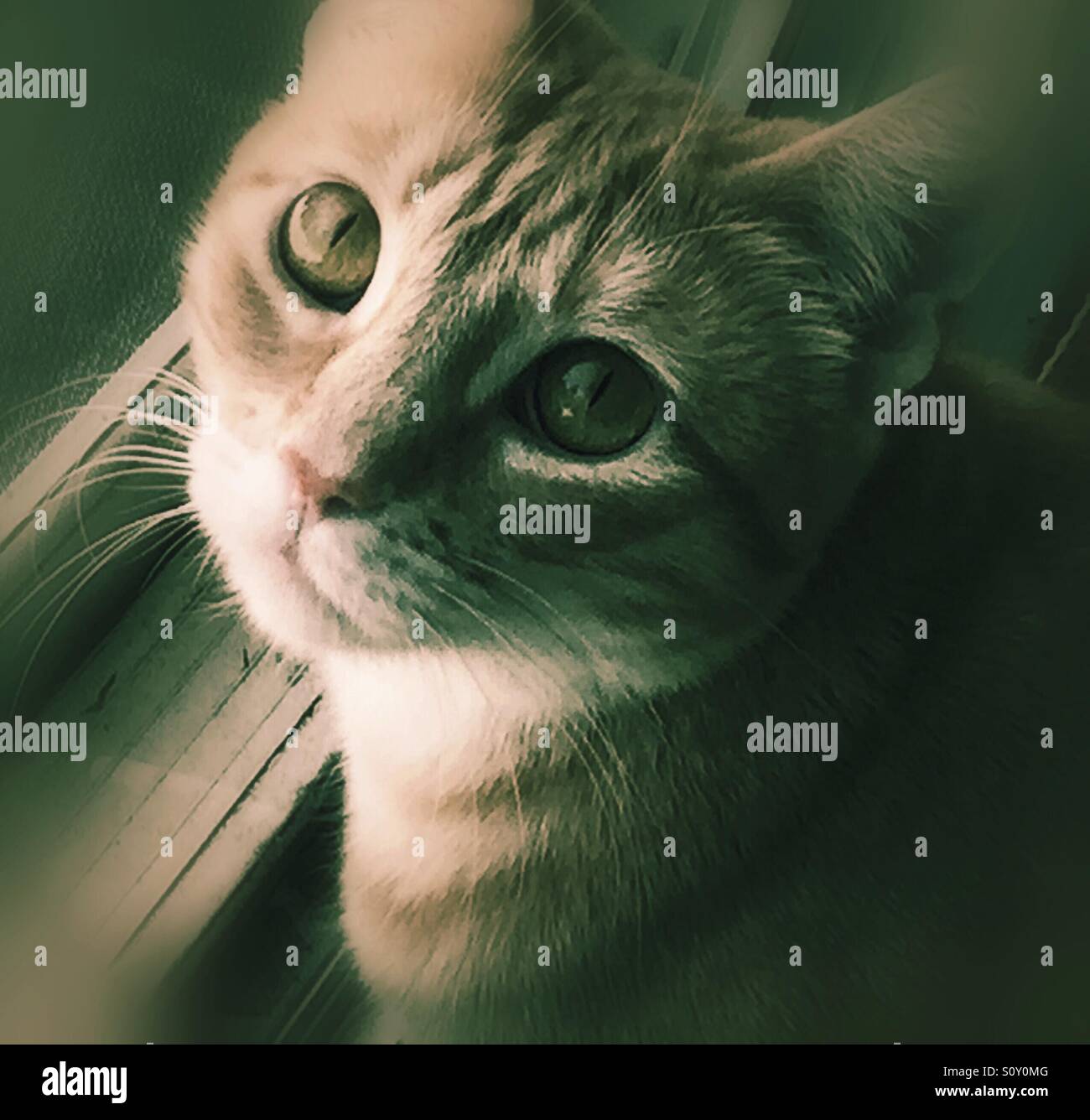 Katze nachschlagen - Smartphone-aufgenommenes Stockfoto