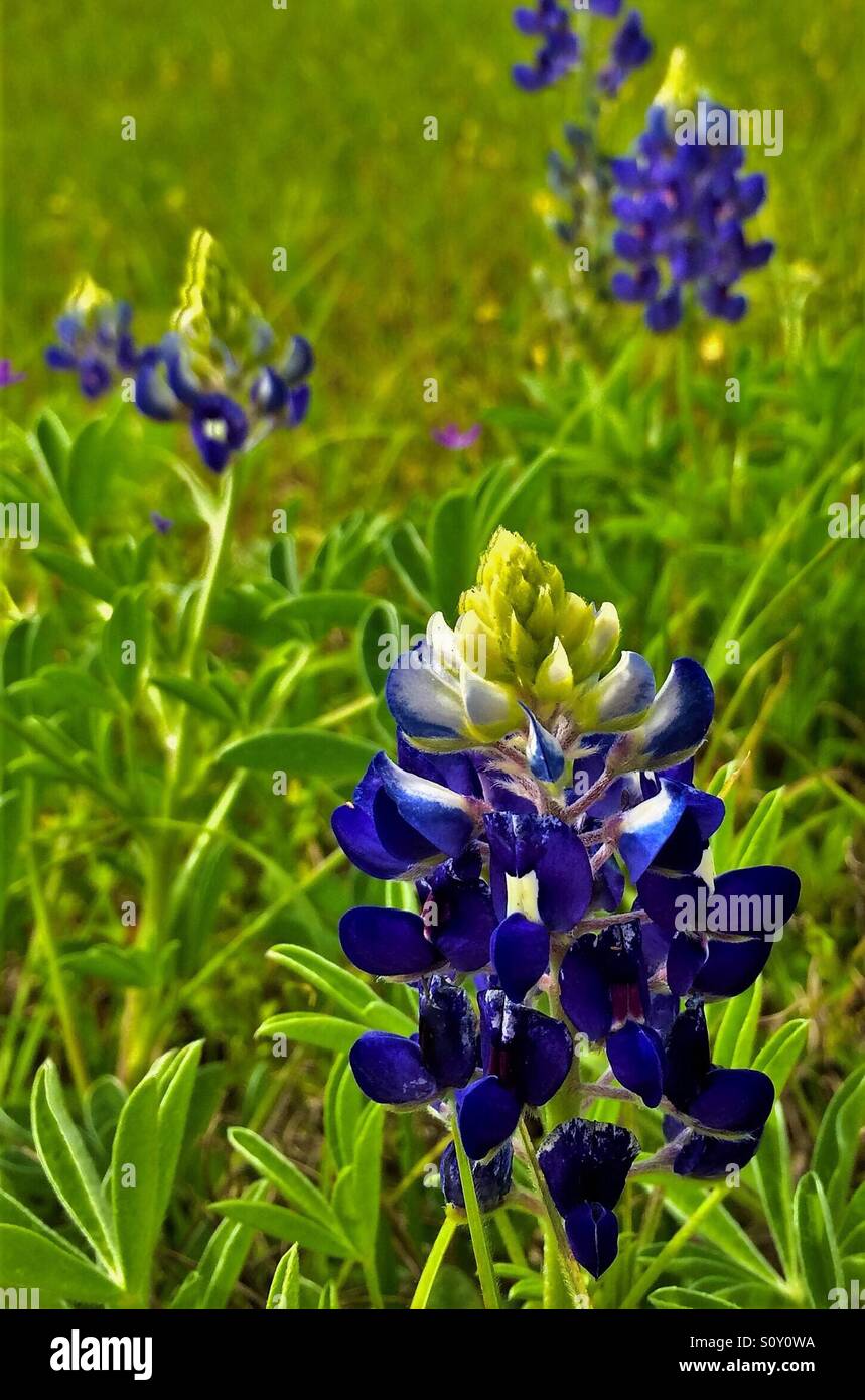 Wilde Lupinen wachsen in einem grünen Feld, Lupinus perennis - Smartphone-aufgenommenes Stockfoto