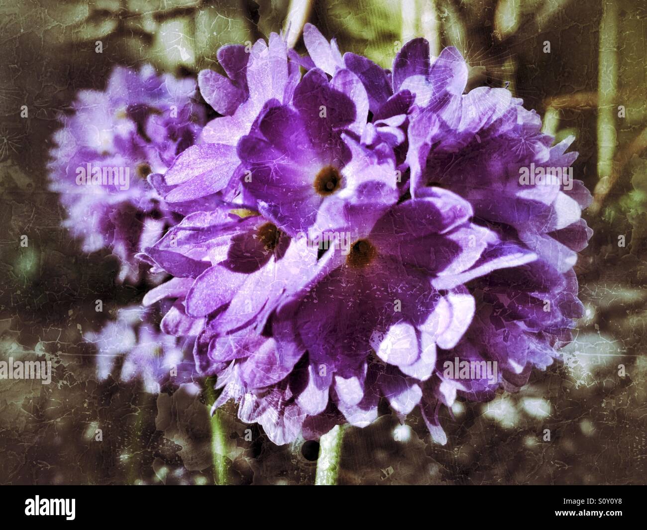 Lila Blume im Fokus - Smartphone-aufgenommenes Stockfoto