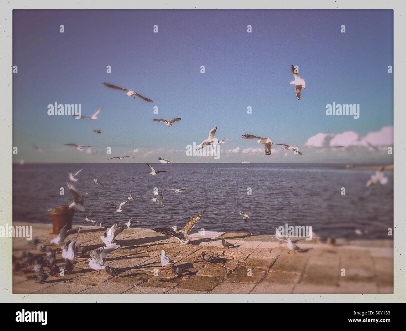 Eine Herde von Möwen und Tauben auf dem pier - Smartphone-aufgenommenes Stockfoto