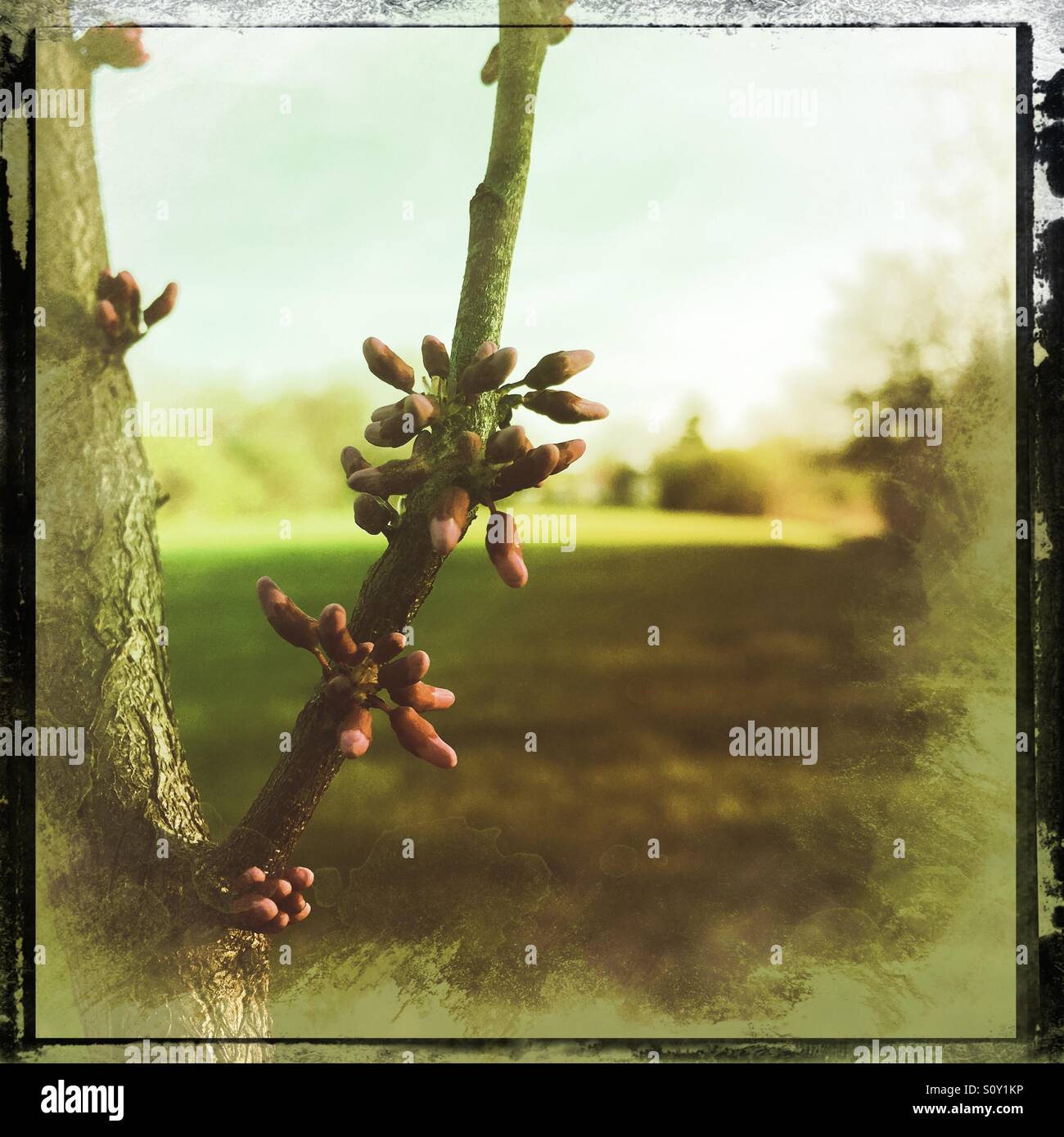 Ein Redbud Baum beginnt Ti Blüte; der Frühling ist da. Stockfoto