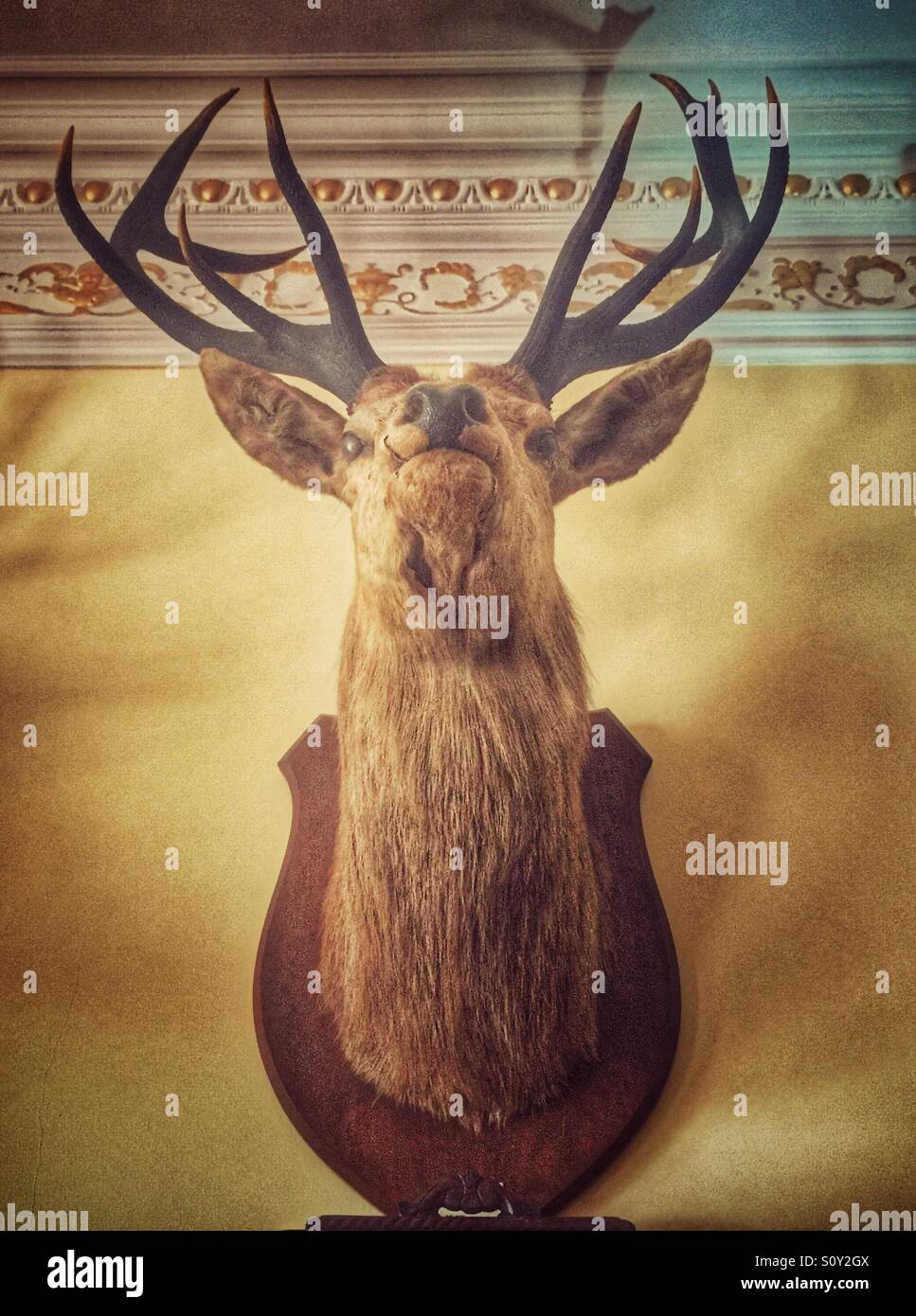 Wandmontage Hirschkopf Land Haus Stockfoto