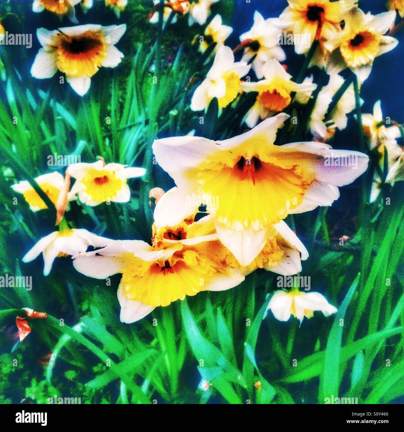 Wilde Narzissen Stockfoto