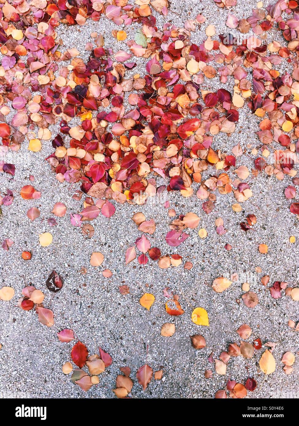 Herbstlaub auf Schotter Stockfoto