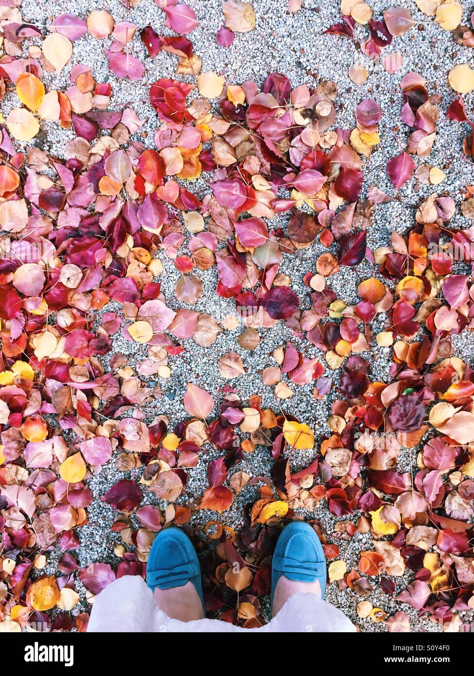 Blaue Füße und Autumn leaves Stockfoto