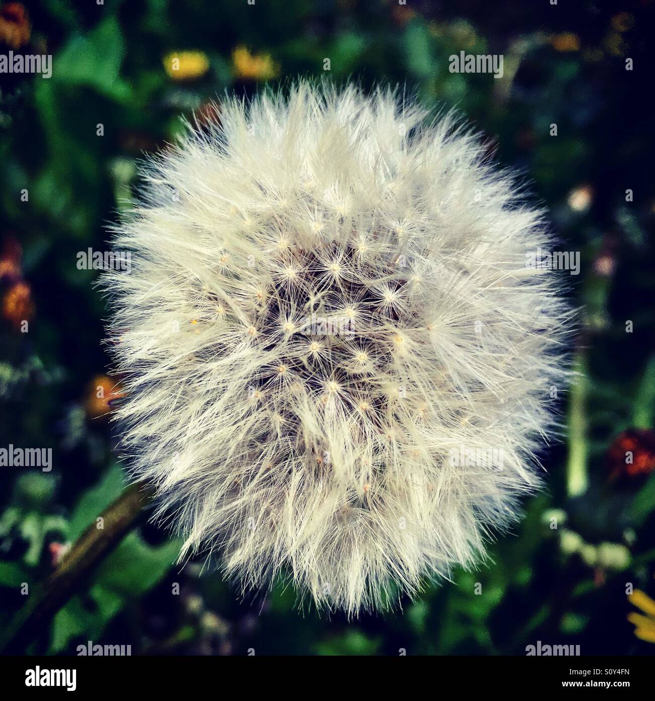 Flauschige Löwenzahn - Smartphone-aufgenommenes Stockfoto