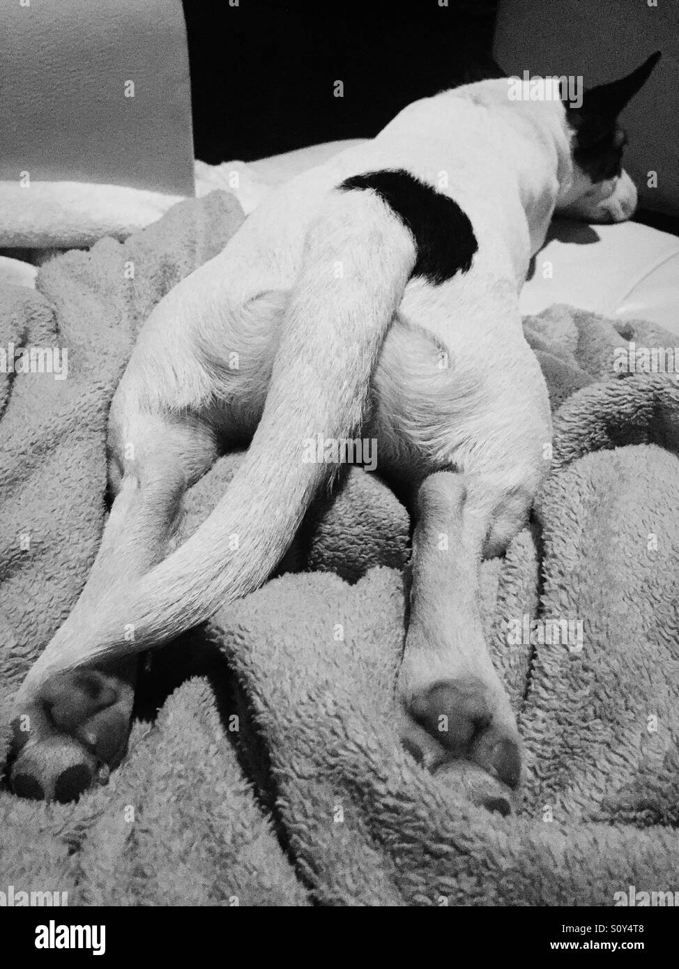 Müde Jack Russell Terrier Hund schlafen Verbreitung auf einer Decke mit den Füßen ausgestreckt. - Smartphone-aufgenommenes Stockfoto