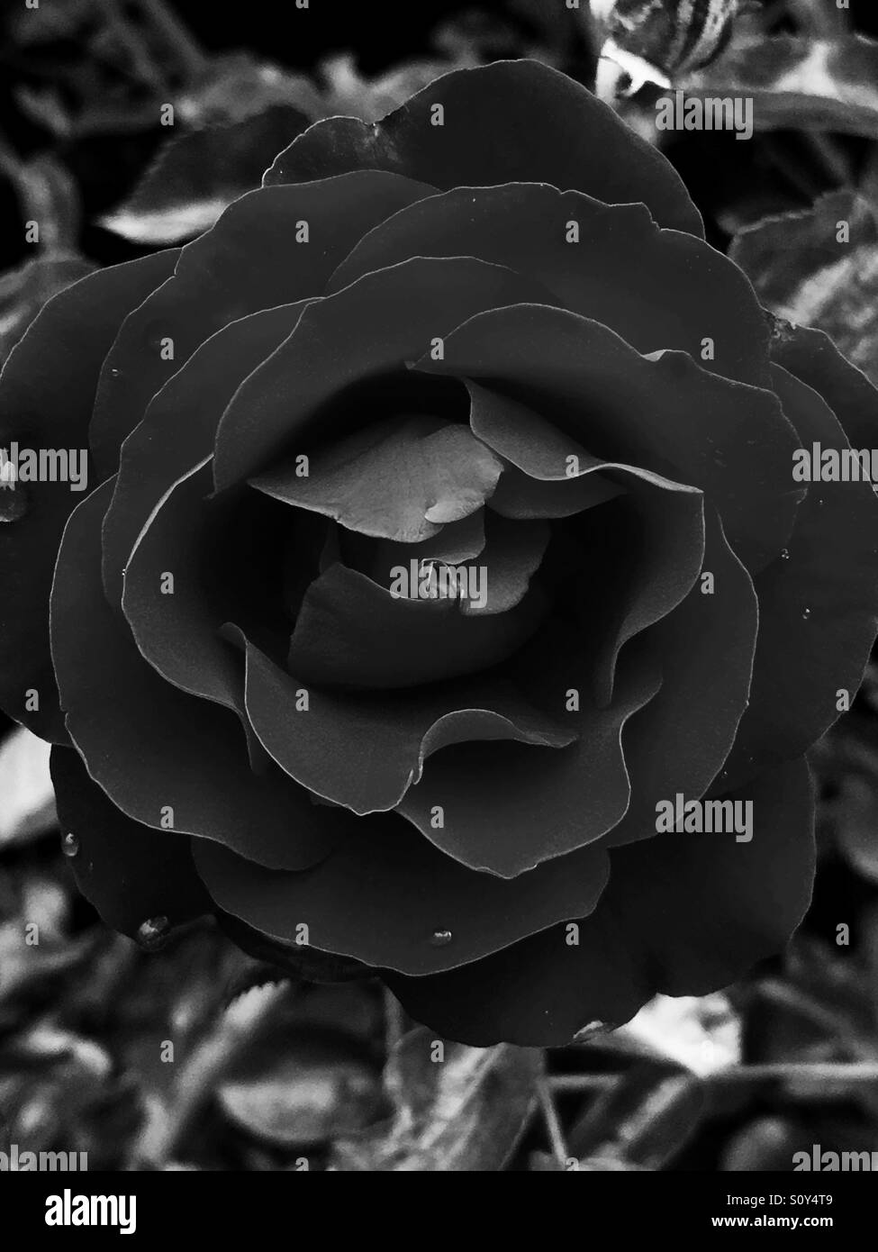 Makroaufnahme einer Rose in schwarz & weiß mit Wassertropfen. Stockfoto