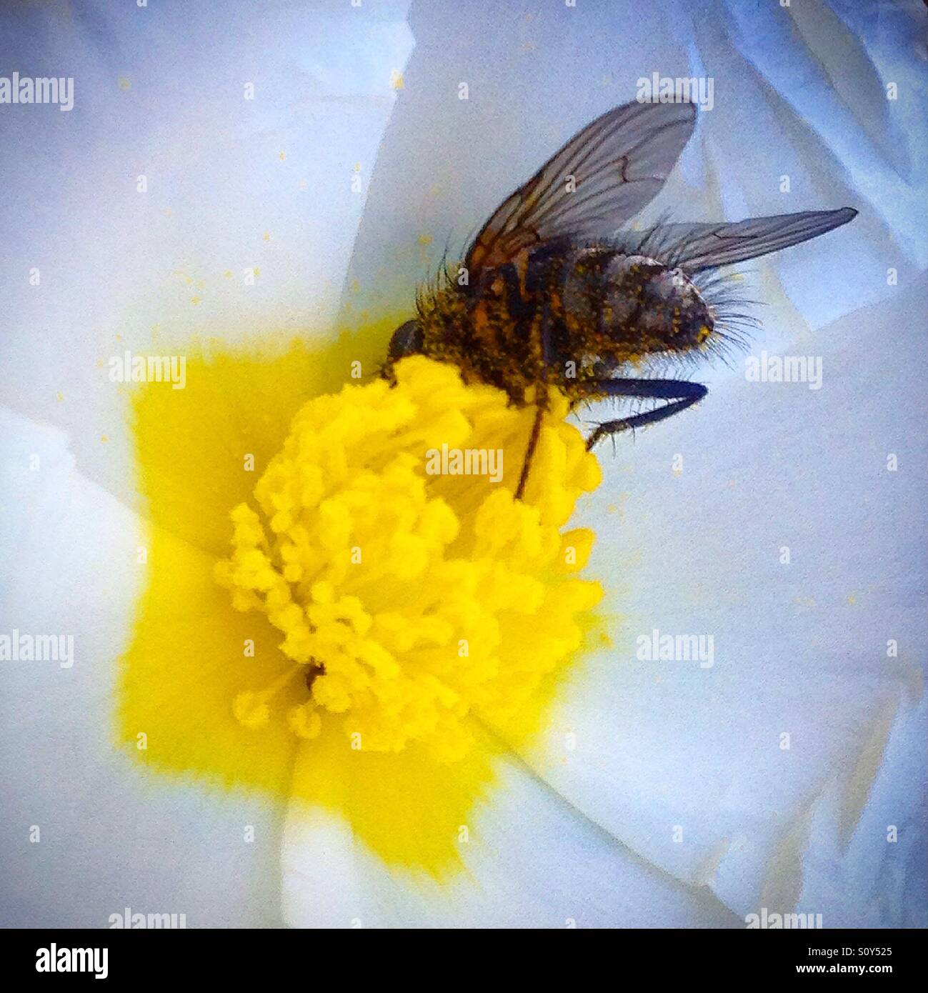 Eine Fliege frisst Pollen von einer weißen Blume dekoriert mit einem gelben Pentagon in Wald, Sierra de Cadiz, Andalusien, Spanien Stockfoto