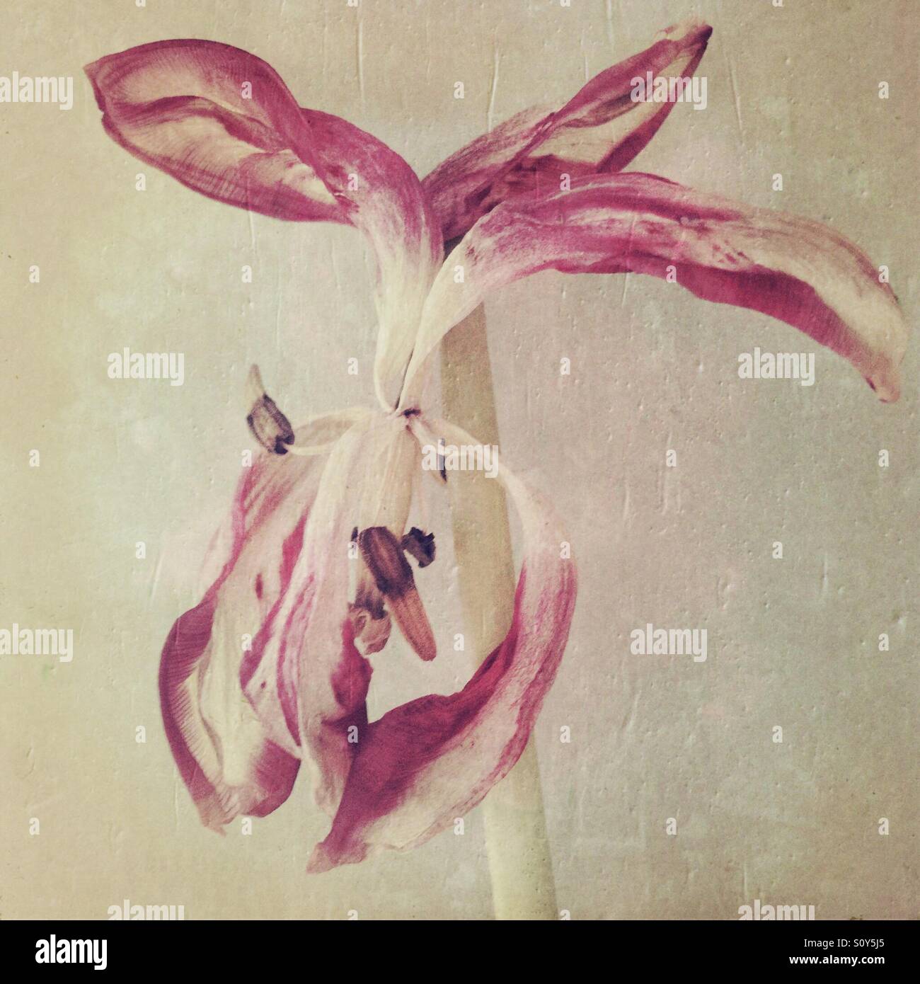 Verfallende Tulpe Blume Stockfoto