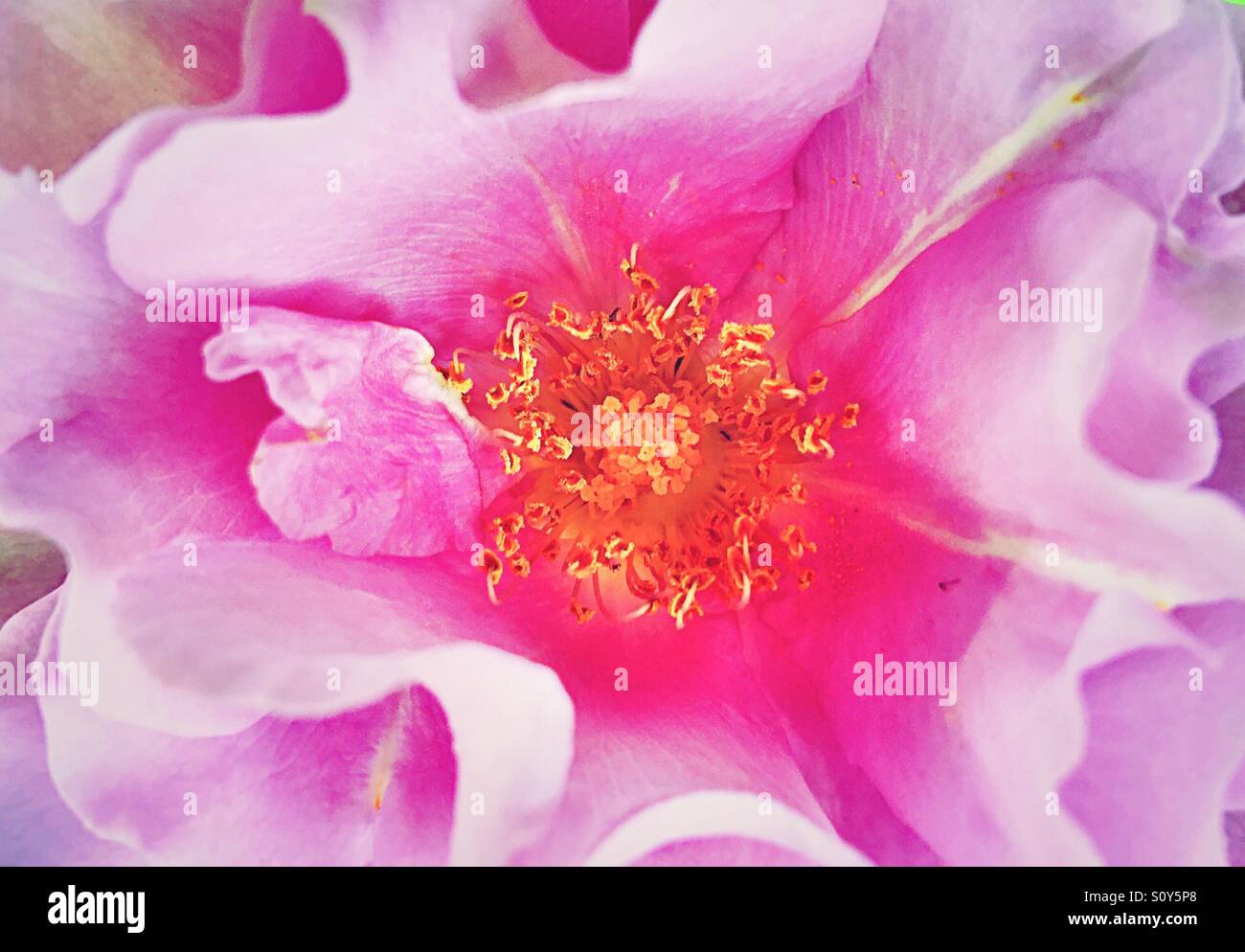 Spring rose Stockfoto