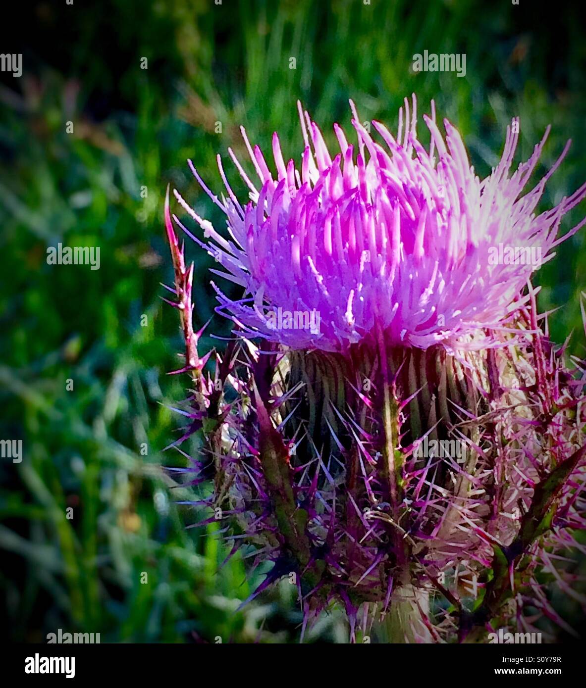 Lila Mariendistel im morgendlichen Sonnenlicht, Cirsium horridulum Stockfoto