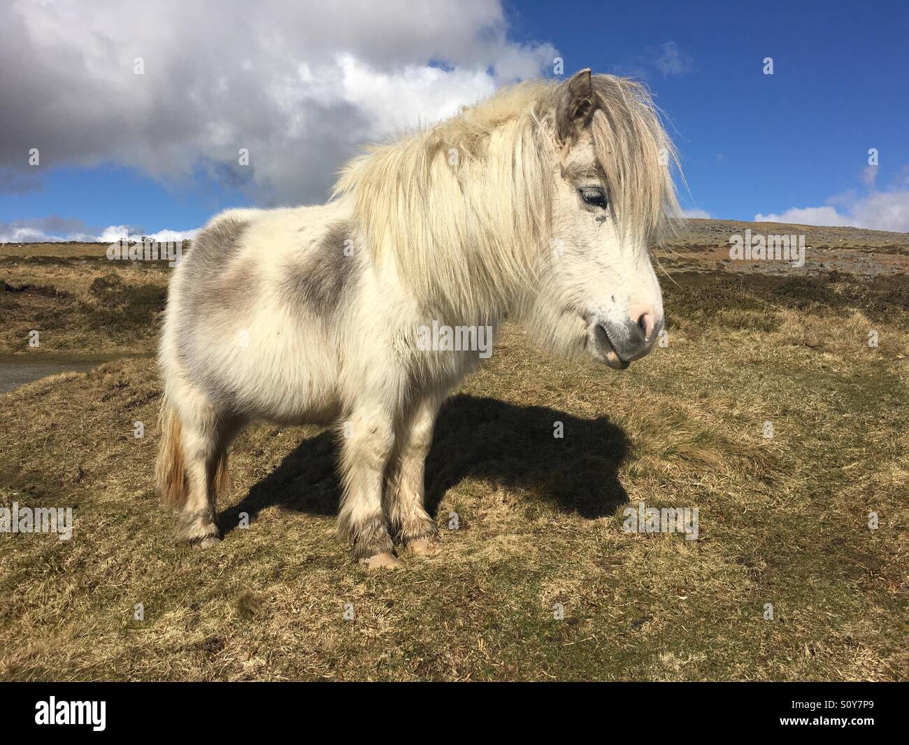 Dartmoor Pony im Dartmoor National Park, Devon, England Stockfoto