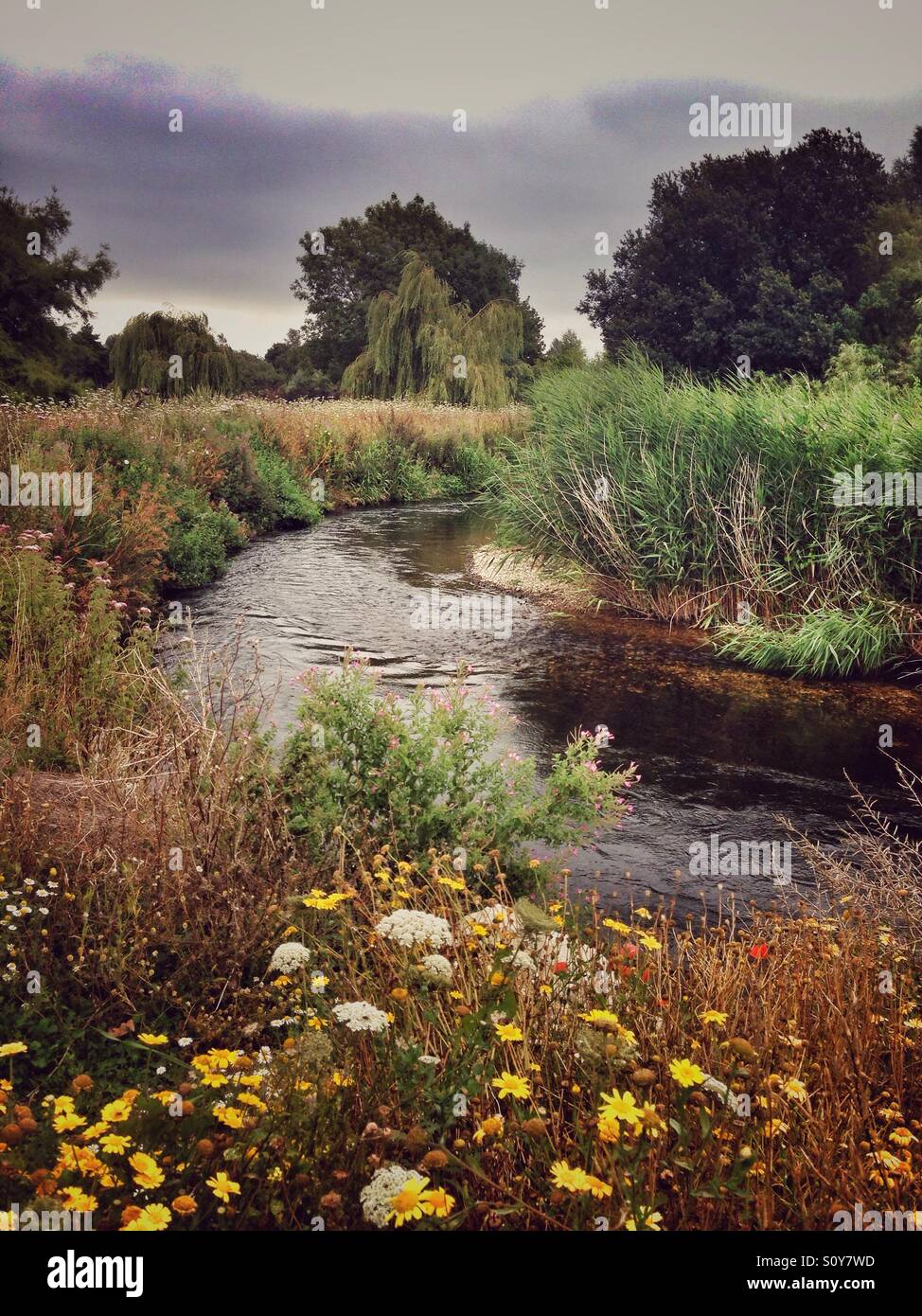 Wicklung-Fluss und Sommer-Blumen Stockfoto