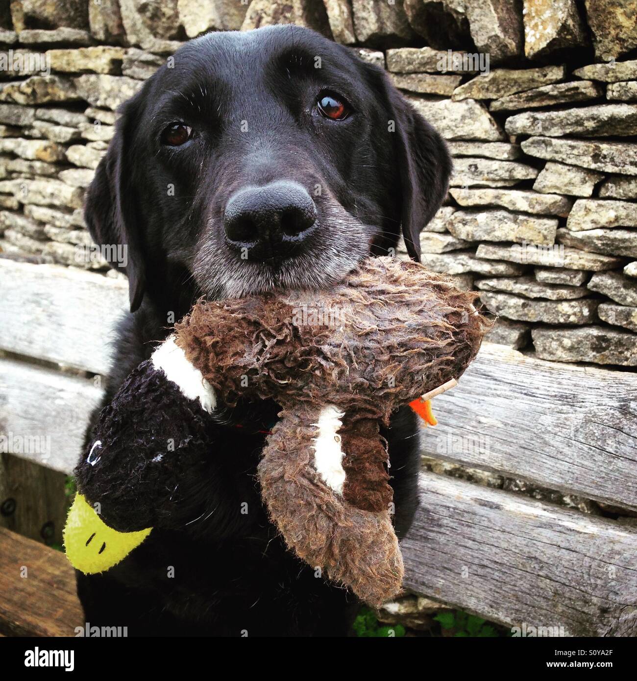 Ein traurig aussehender schwarzer Labrador hält ein weiches Spielzeug. Mobiltelefon-Foto mit einem Telefon oder Tablet Nachverarbeitung. Stockfoto