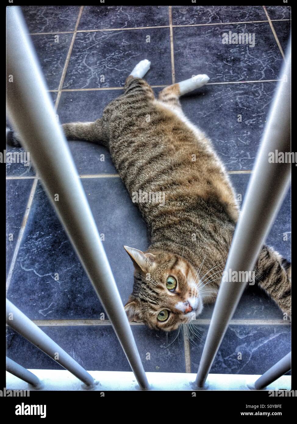 Katze auf der Suche durch Einbrecher Bars. Stockfoto