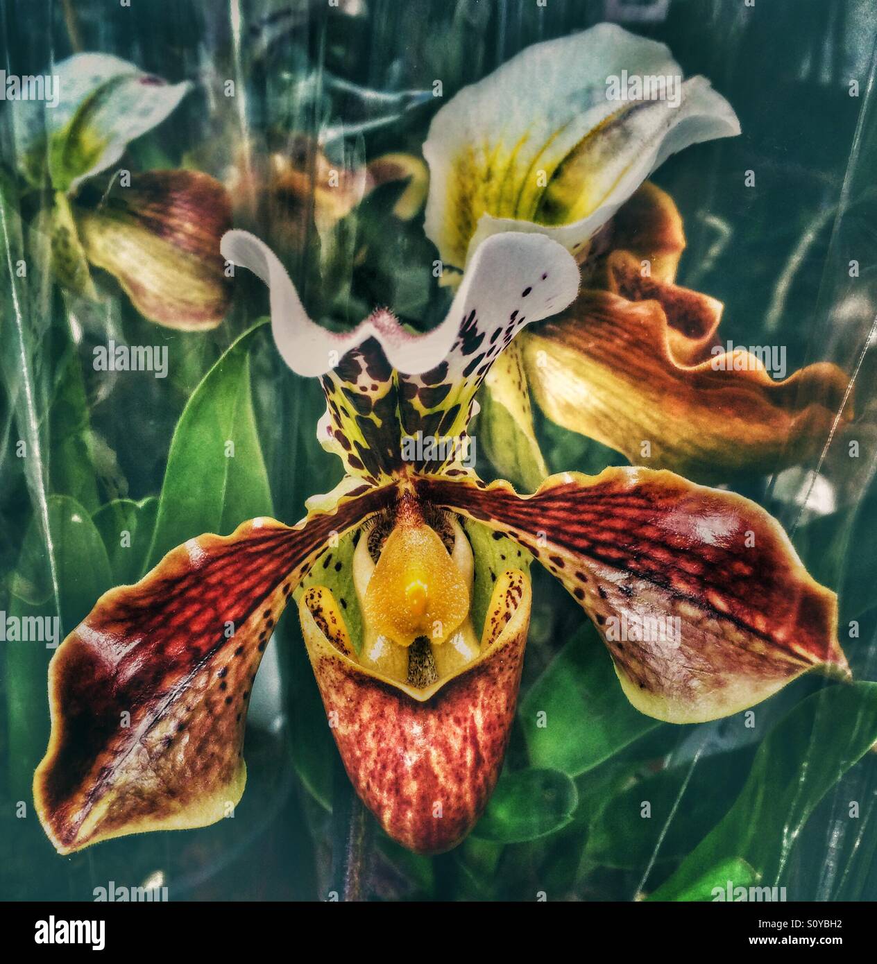 Eine farbenfrohe Orchidee in Columbia Road Flower Market, London - Smartphone-aufgenommenes Stockfoto