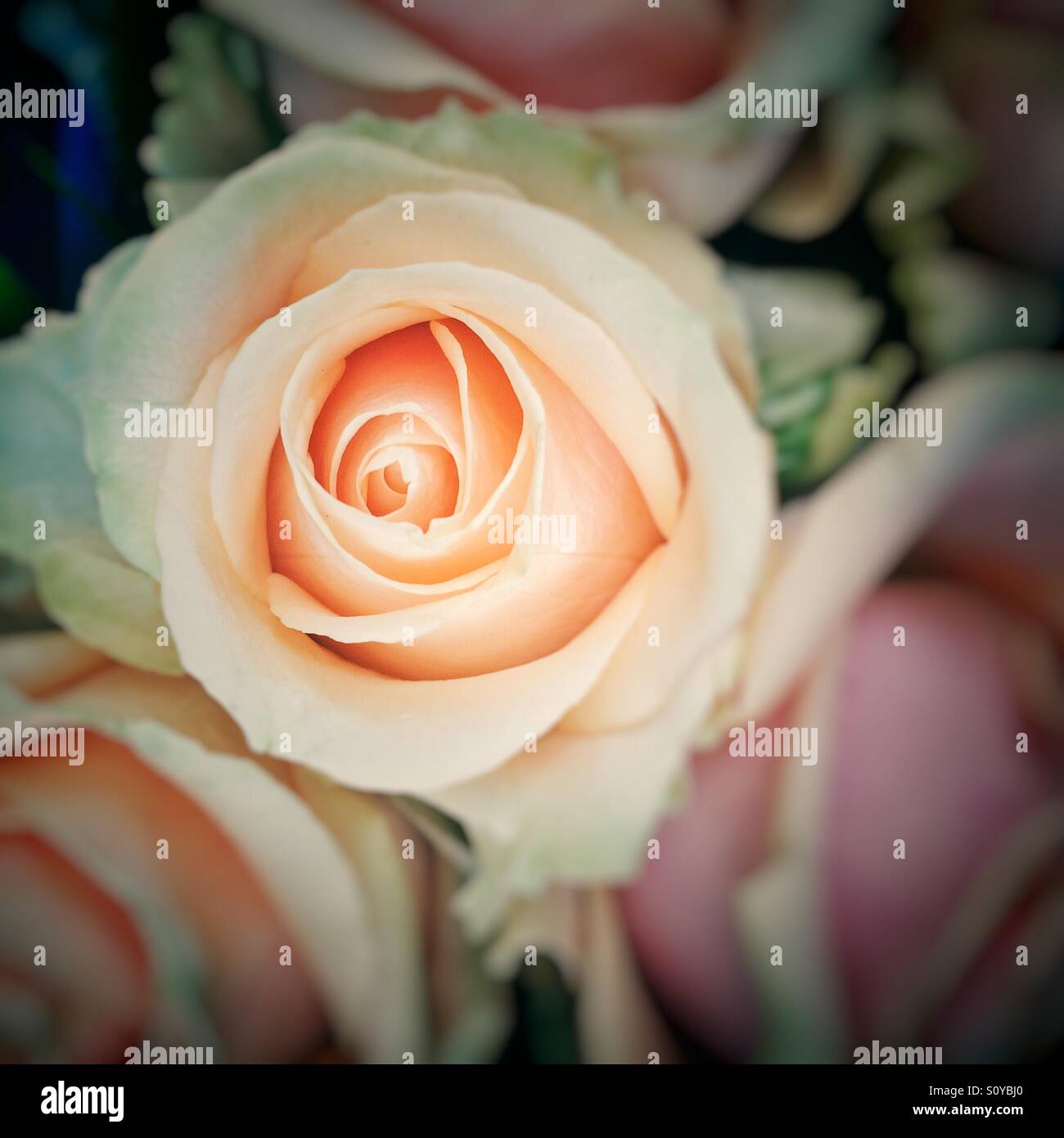 Eine Nahaufnahme von einer schönen Rose - Smartphone-aufgenommenes Stockfoto