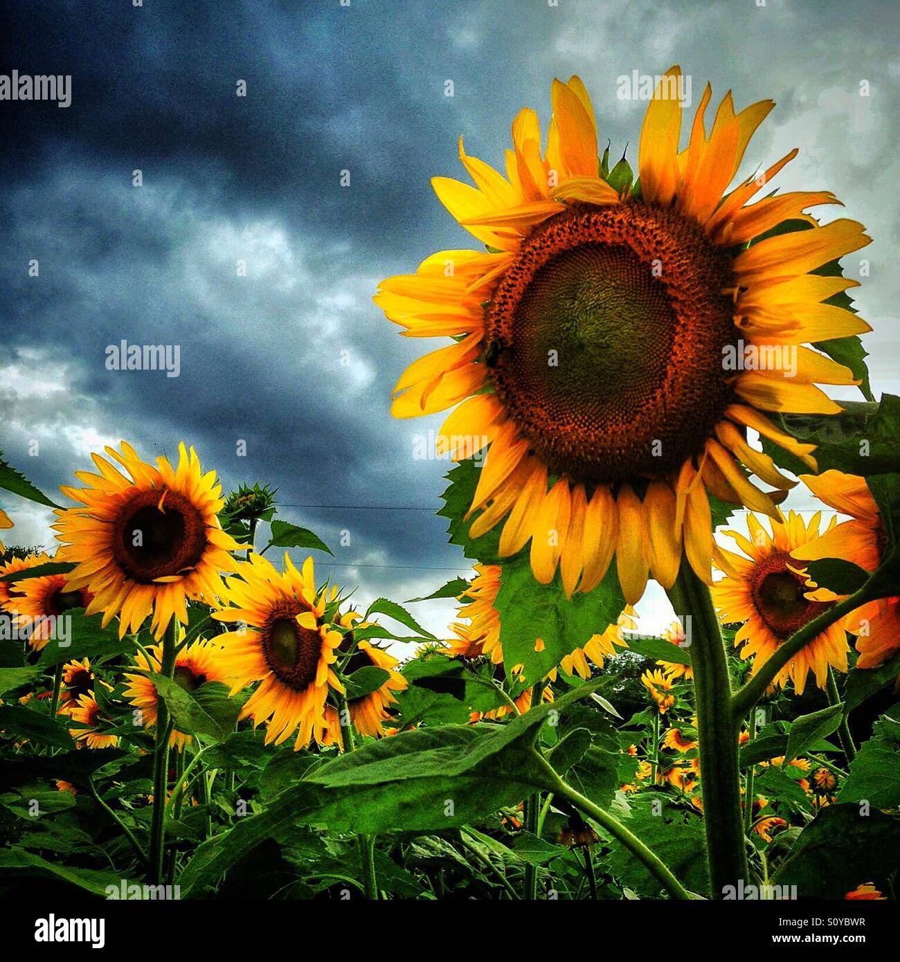 Sonnenblumen in stürmischen Himmel Stockfoto