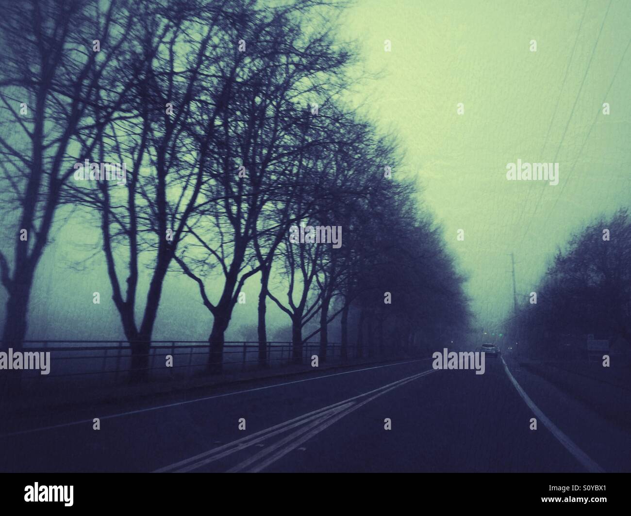 Straße, gesäumt von Bäumen im Nebel Stockfoto