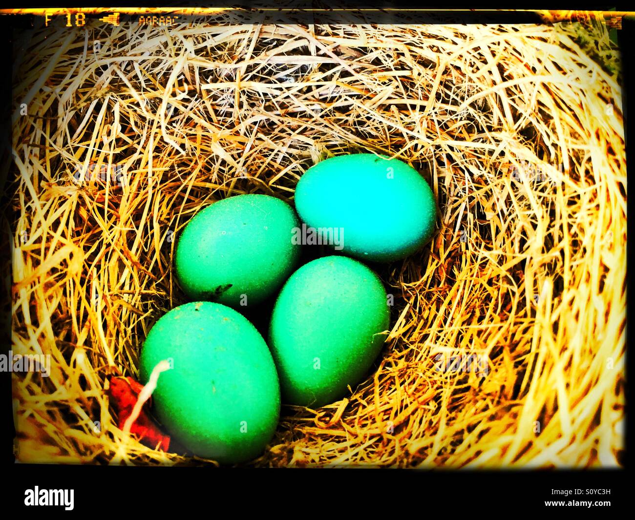 Robin Eiern in einem nest Stockfoto