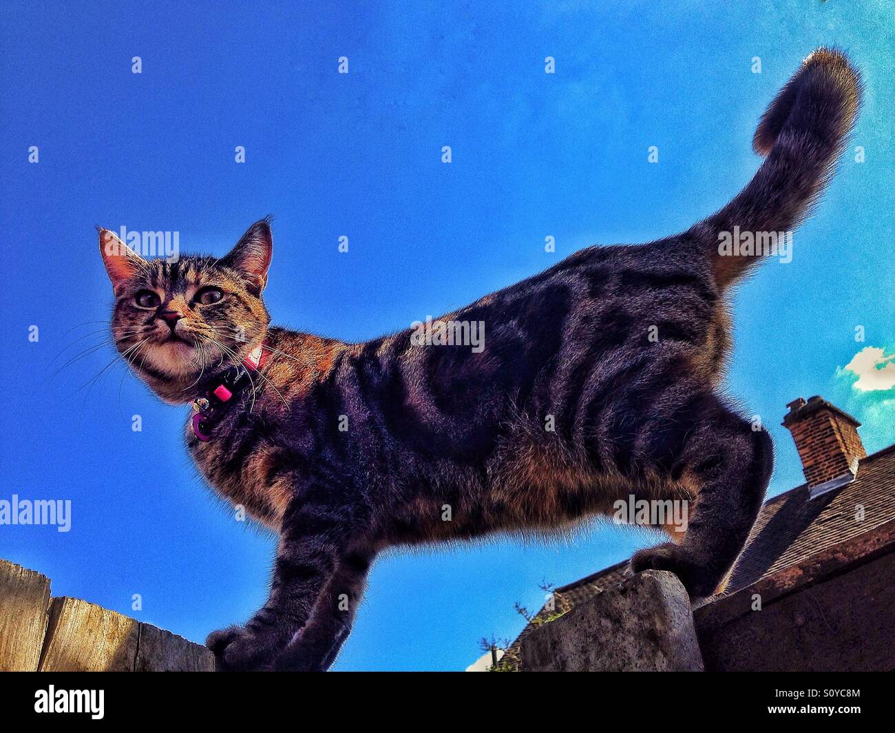 Umherstreunende Katze - Smartphone-aufgenommenes Stockfoto