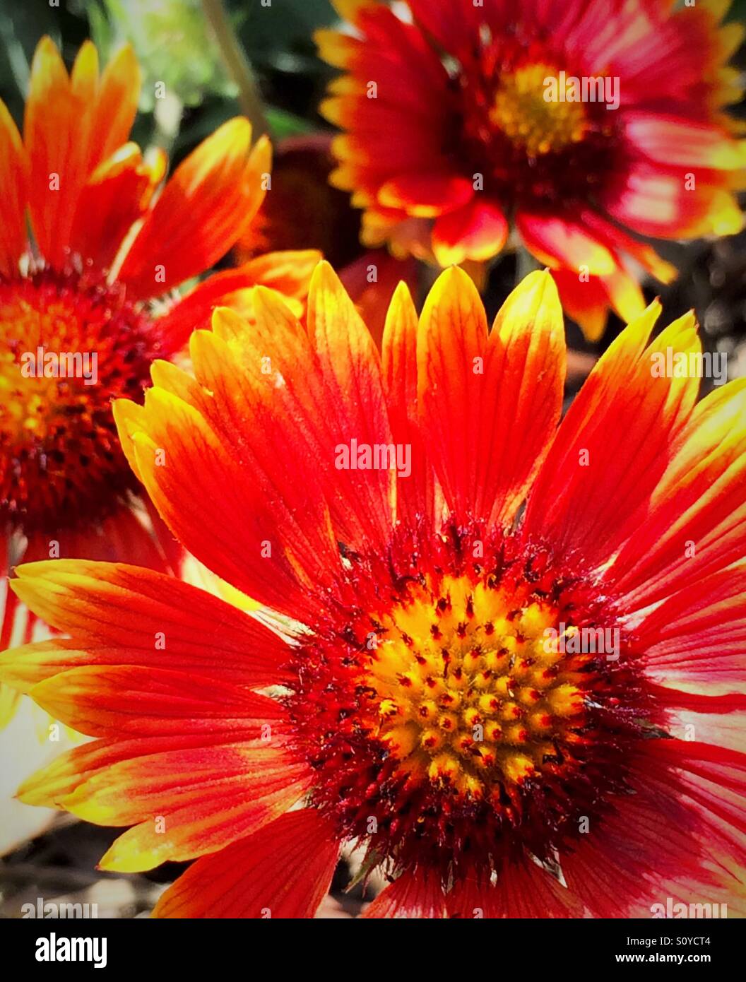 Firewheel Blumen mit Vordergrund Fokus, Giallardia pullchella Stockfoto