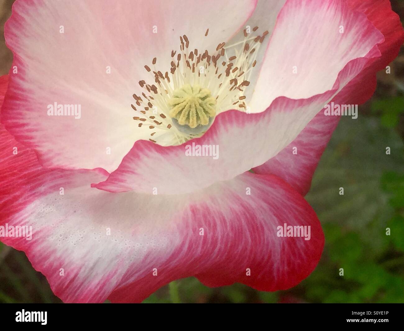 Mohn chinesische Sorte mit weißen Blütenblättern und Aquarell rot/rosa Kanten und gelben Staubgefäßen Stockfoto