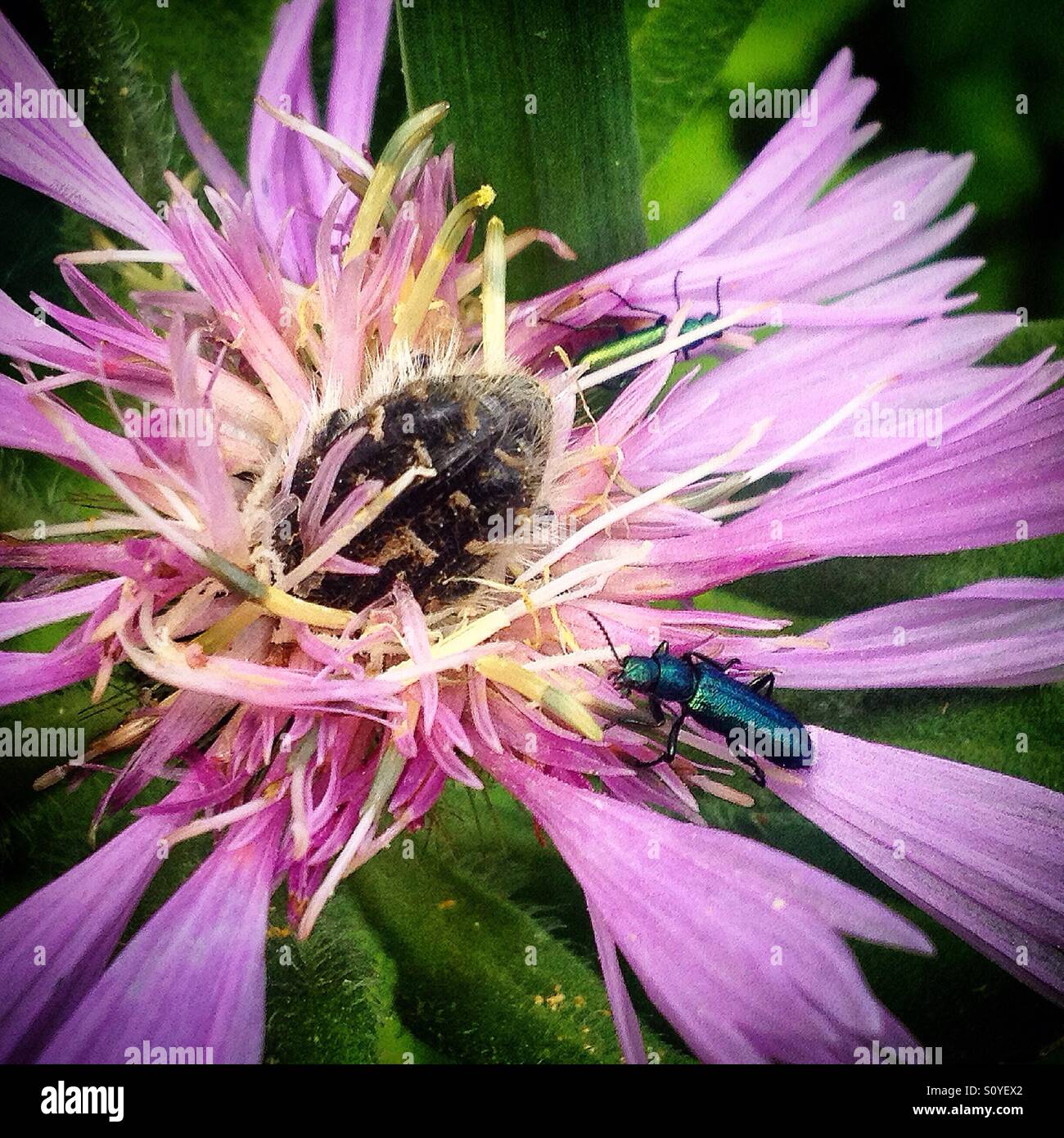 Ein Käfer und ein grüner Fehler auf eine lila Blume in Prado del Rey, Sierra de Cadiz, Andalusien, Spanien Stockfoto