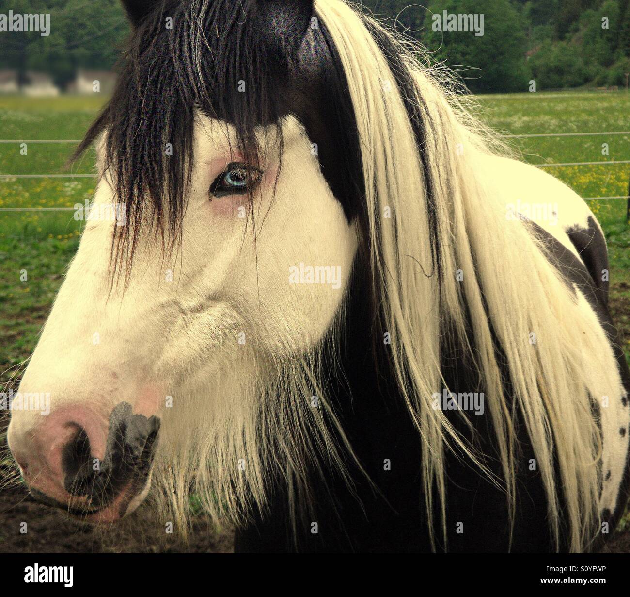 ... Pferd mit blauen Augen... Stockfoto