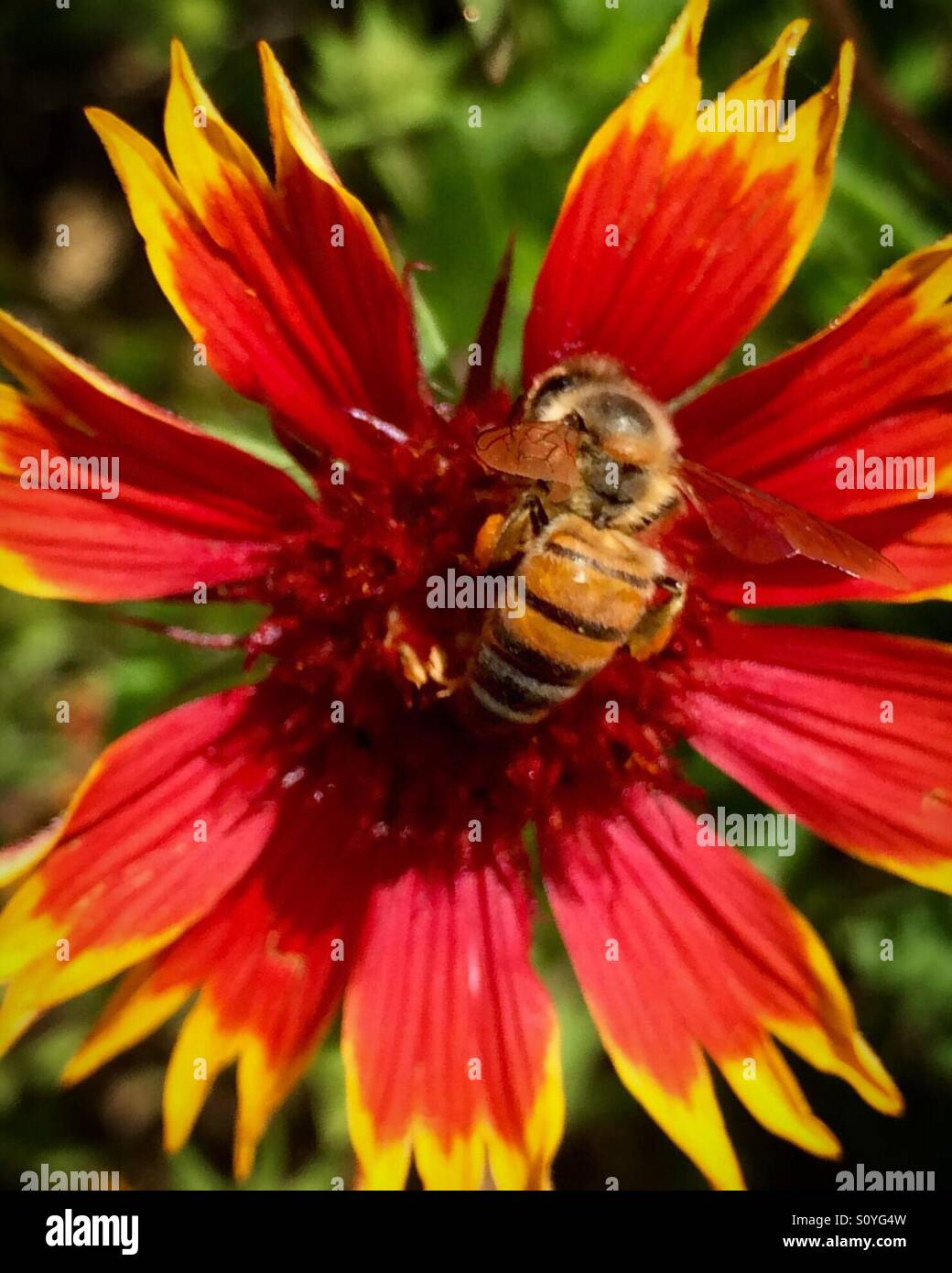 Honigbiene auf einer indischen Blumendecke Stockfoto