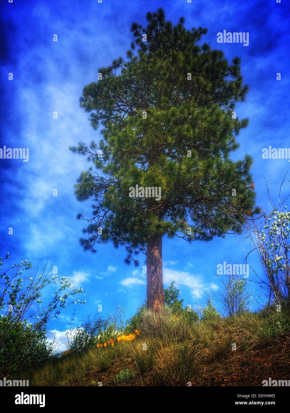 Niedriger Blickwinkel auf eine einsame Kiefer, die hoch auf einem Hügel steht, mit blauem Himmel und hellen Wolken im Hintergrund, Wildblumen davor. - Smartphone-aufgenommenes Stockfoto