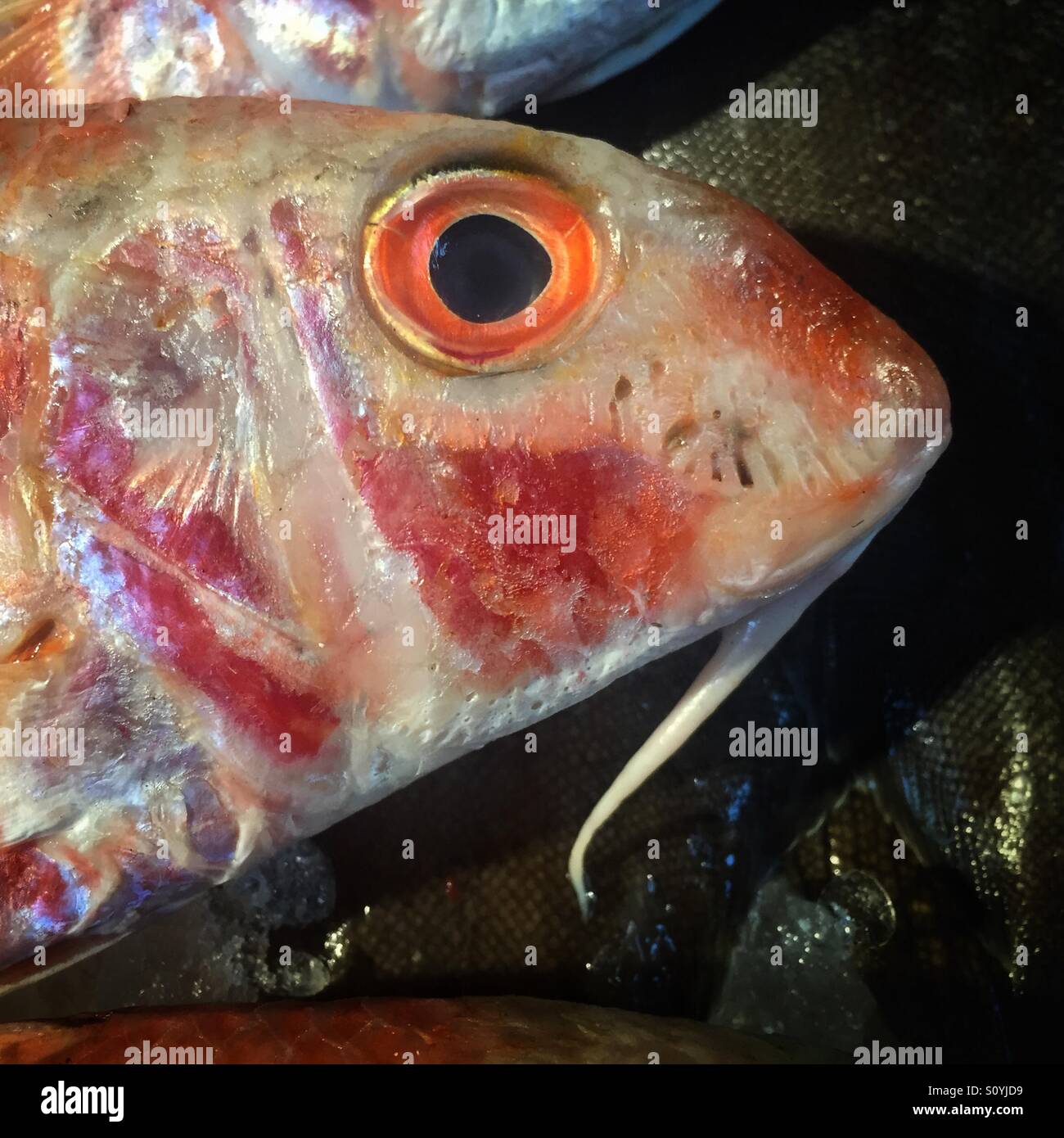 Augenkontakt mit einem Fisch (Rotbarbe) Stockfoto