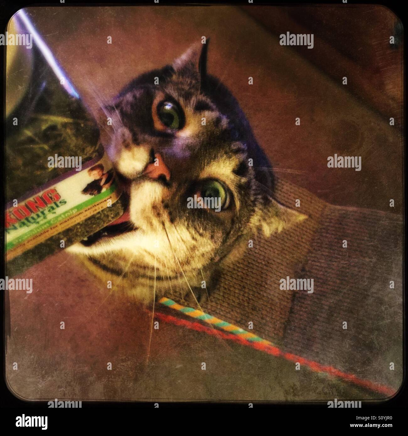 Tabby Katze will wirklich einige Katzenminze - Smartphone-aufgenommenes Stockfoto