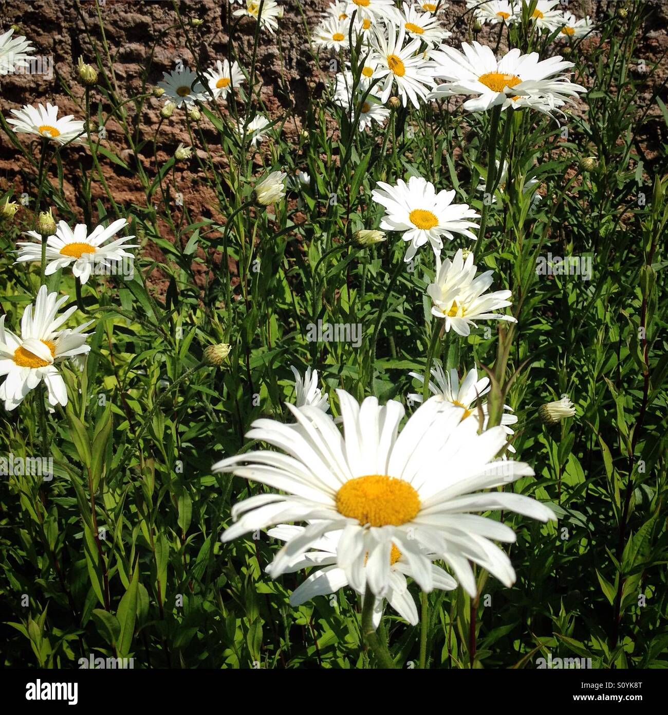 Große Gänseblümchen in einem Sommergarten. Mobiltelefon-Foto mit einem Telefon oder Tablet Nachverarbeitung. - Smartphone-aufgenommenes Stockfoto