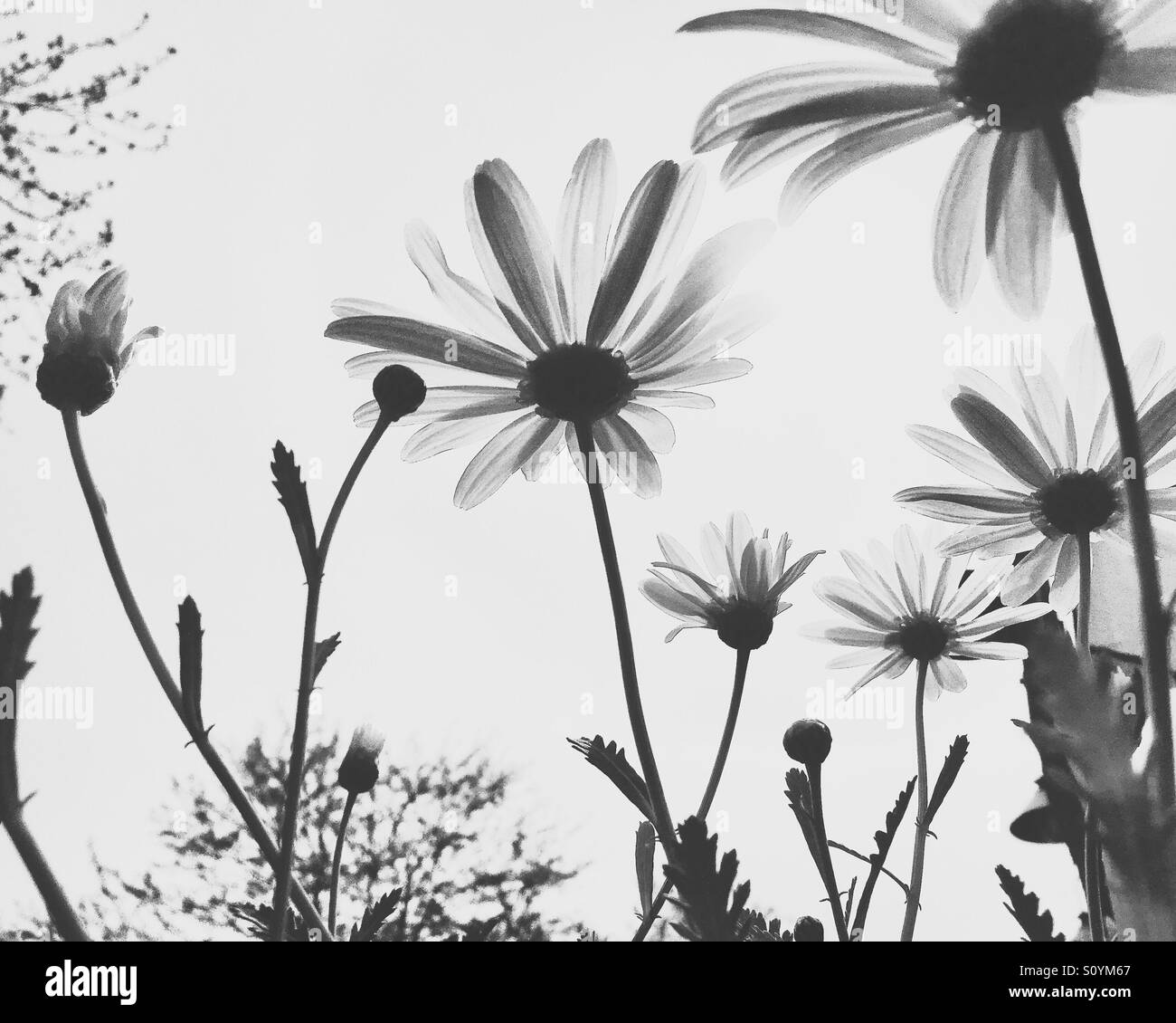 Gänseblümchen im Frühjahr Stockfoto