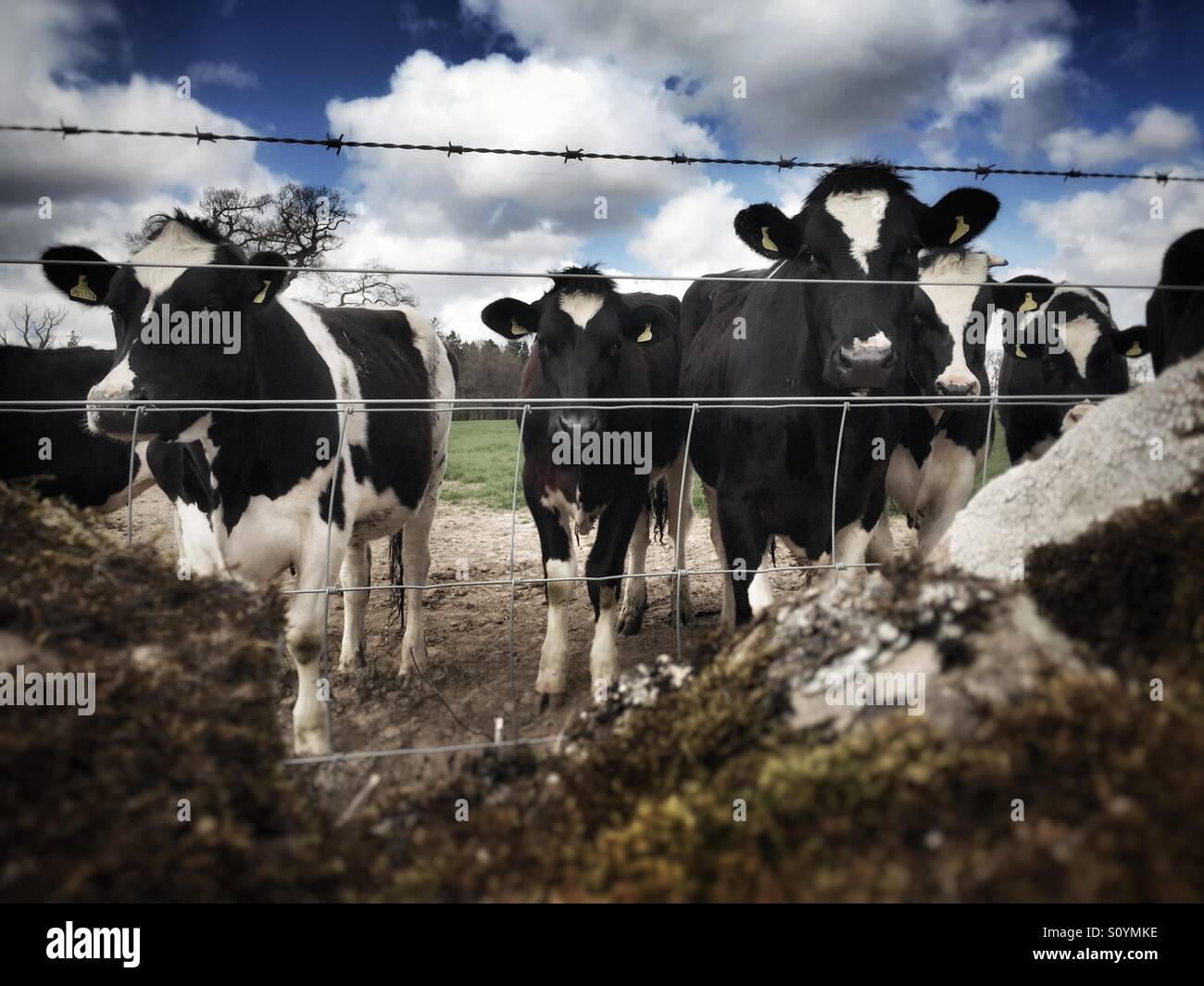 Kühe melken vor dramatischen Himmel. Stockfoto